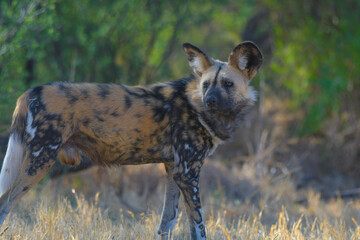 African wild dog (Lycaon pictus), also called painted dog and Cape hunting dog in an african game reserve