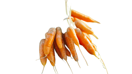 Fresh Orange Vegetables with Green Toppings Isolated on Black Background for Cooking Health a