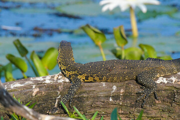 Water monitor lizard in Dinokeng game reserve and mongena dam