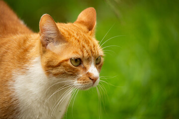 red tabby cat