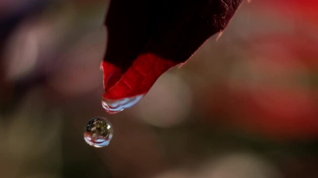 water droplets macro