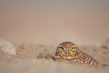 Burrowing Owl near Salton Sea