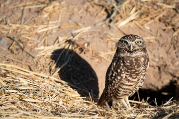 Burrowing Owl near Salton Sea
