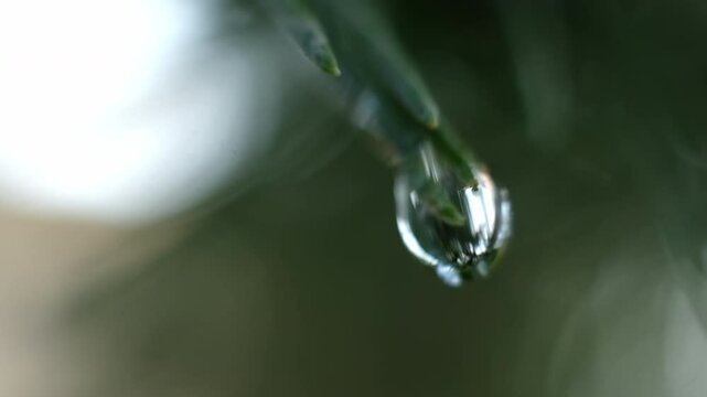 water droplets macro