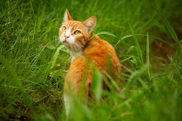 red tabby cat