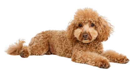 Adorable apricot poodle relaxing on transparent background