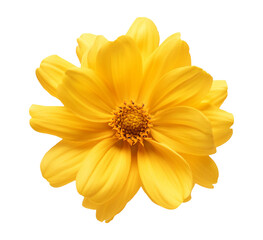 Obraz premium Yellow flower isolated on transparent background