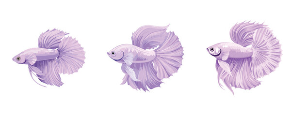 Detailed light purple Illustration of Betta Fish isolated on clean white background