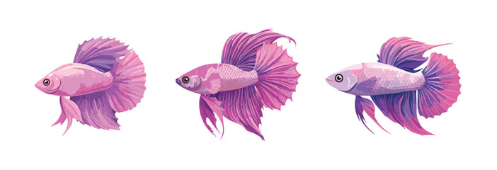 Detailed Pink Illustration of Betta Fish isolated on clean white background