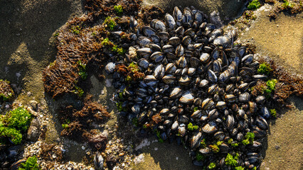 Mussels on a Cliff
