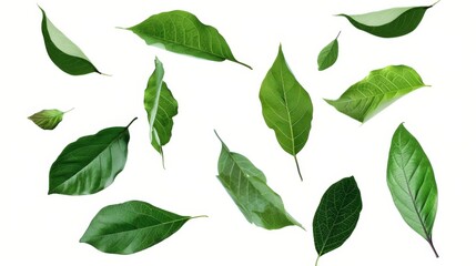 Elegant White Porcelain Mugs Reflecting Tranquility on a White Surface Adorned With Fresh Leaves