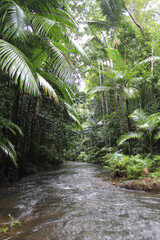 Lacey Creek surrounded by palm trees in a rainforest in Far North Queensland, Australia
