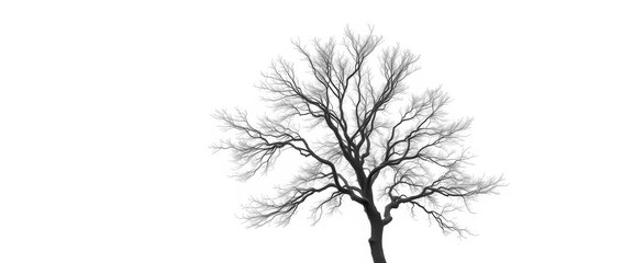 Obraz premium Lone deciduous tree, stark branches against pure white, spring, summer