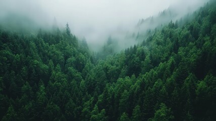 Fototapeta premium Misty Green Mountain Forest: Aerial View of Lush Canopy and Fog