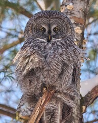 Great gray owl perched in forest.