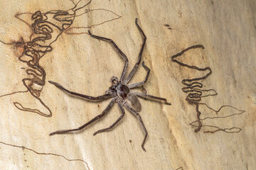 Australian Huntsman Spider on Scribbly Gum Tree bark