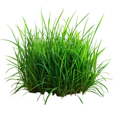 Lush green grass clump on a plain plain backdrop isolated on transparent  background png
