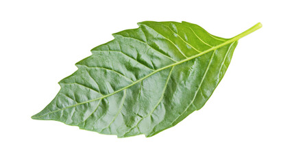 Obraz premium Fresh green basil leaf isolated on white background