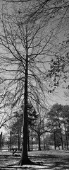 Black&White trees