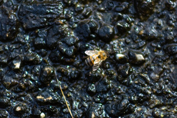 Honeybee on the surface of the water, close-up