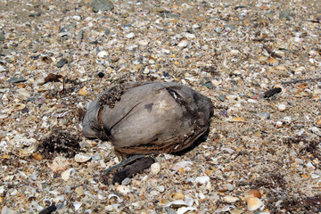 Old coconut on a beach with shells