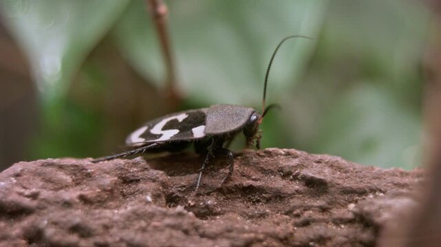 Question Mark Roach Climbing on a Log