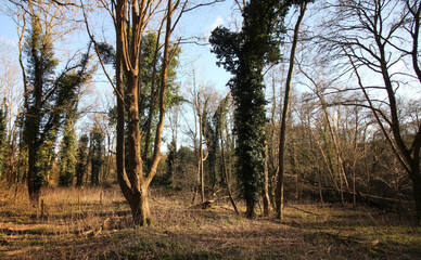 Fototapeta premium Queens Hill, Norwich, United Kingdom, March 15, 2025, Views from Queens Hill Forest