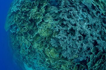 サンゴ礁　小笠原　東京都