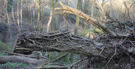Queens Hill, Norwich, United Kingdom, March 15, 2025, Views from Queens Hill Forest