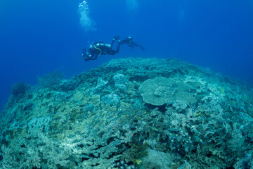サンゴ礁　小笠原　東京都
