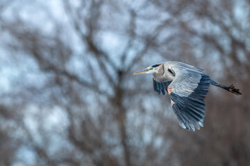 Great blue heron in flight.