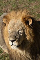 Lion, Portrait, Africa - Close-up portrait of a majestic male lion in Africa.