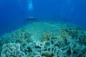 サンゴ礁　小笠原　東京都