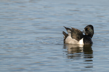 Ring-necked duck preening as it floats in a lake.