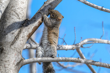 Squirrel standing on a tree branch as it chews on bark.