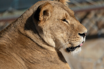 Lioness Close Up Zoo Portrait