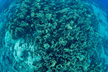 サンゴ礁　小笠原　東京都