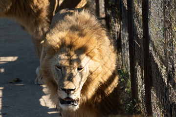 Lion Zoo Enclosure - A male lion roars while looking out of its enclosure at the zoo.