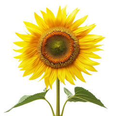 Fototapeta premium Vibrant Yellow Sunflower Isolated Black Background Botanical Summer Bloom Nature Photography Ray 