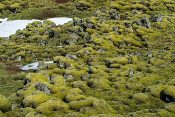 The landscape of Eldhraun lava moss field in Iceland. This impressive lava field the biggest lava...