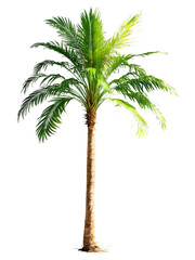 Queen Palm, graceful fronds, slender trunk, bright sunlight, transparent background, vibrant colors.