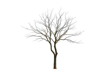 Obraz premium Lone deciduous tree, stark branches against pure white, design, serene