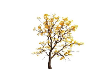 Obraz premium Single deciduous tree, branches reaching skyward, isolated on pure white, single, organic