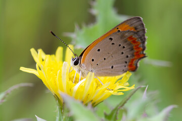lycaena phlaeas, small Copper butterfly