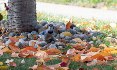 Blue jay looking back