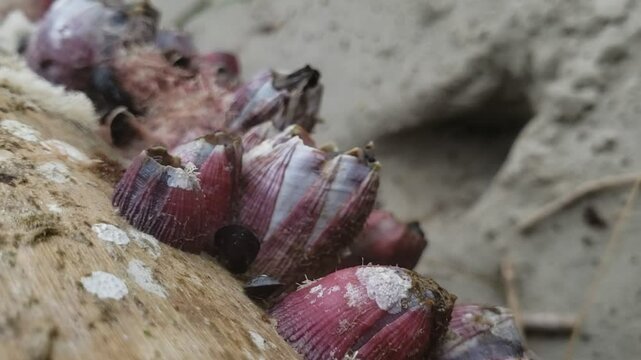 Live barnacles on a tree trunk stranded on the beach
