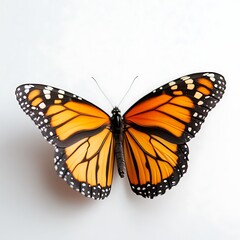 Fototapeta premium Monarch Butterfly Wings Spread, White Background