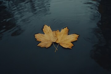 Autumn leaves float on dark water