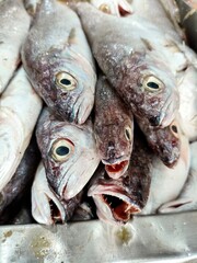 fresh fish on ice, fishmonger 