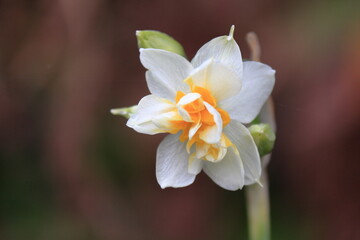 咲き始めたスイセン